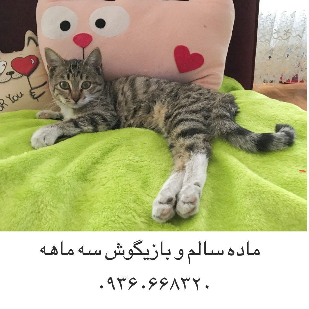 واگذاری گربه ماده سه ماهه