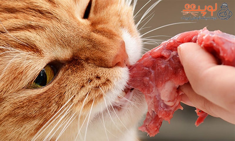 گربه در حال خوردن گوشت