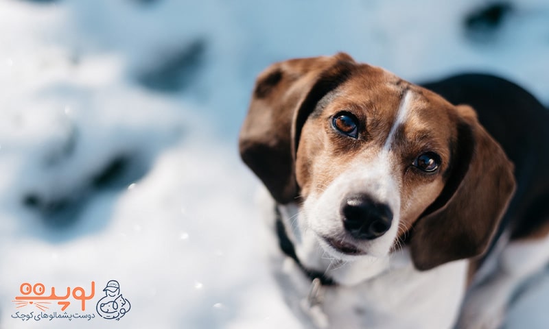 سگ در برف