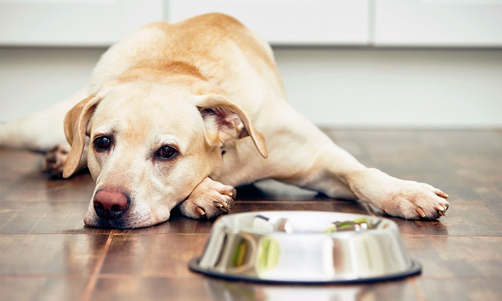 بدغذایی و بی اشتهایی سگ ها