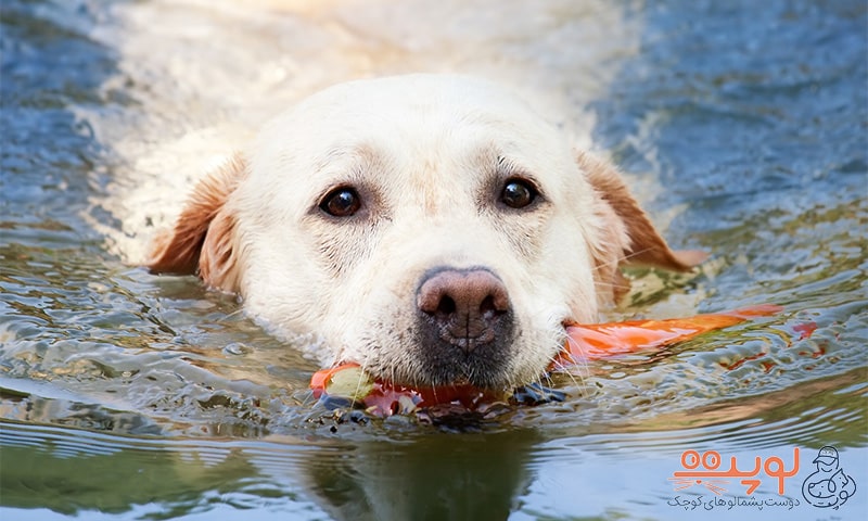 سگ در آب