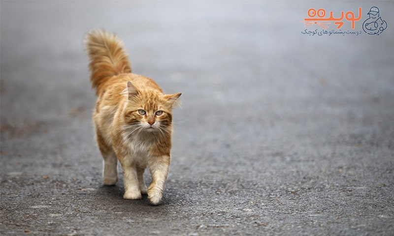 گربه خیابانی