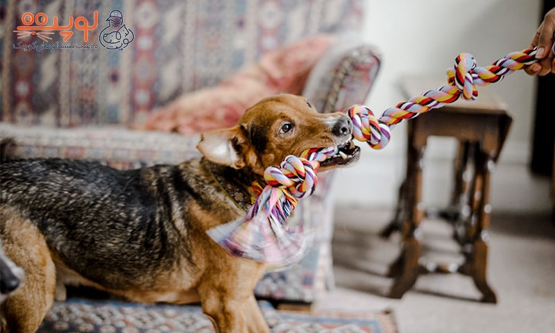 سگ در حال کشیدن طناب