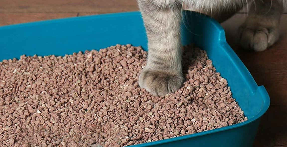 ظرف خاک گربه
