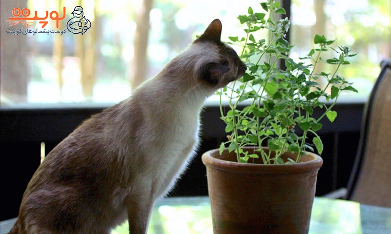 گیاهان سمی برای سگ و گربه