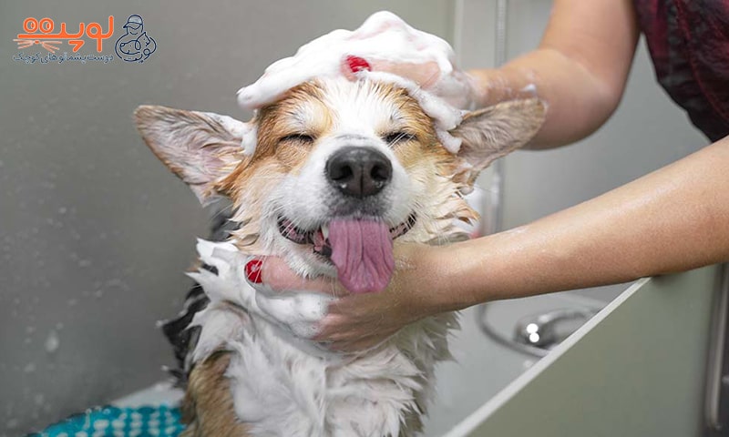 حمام کردن سگ