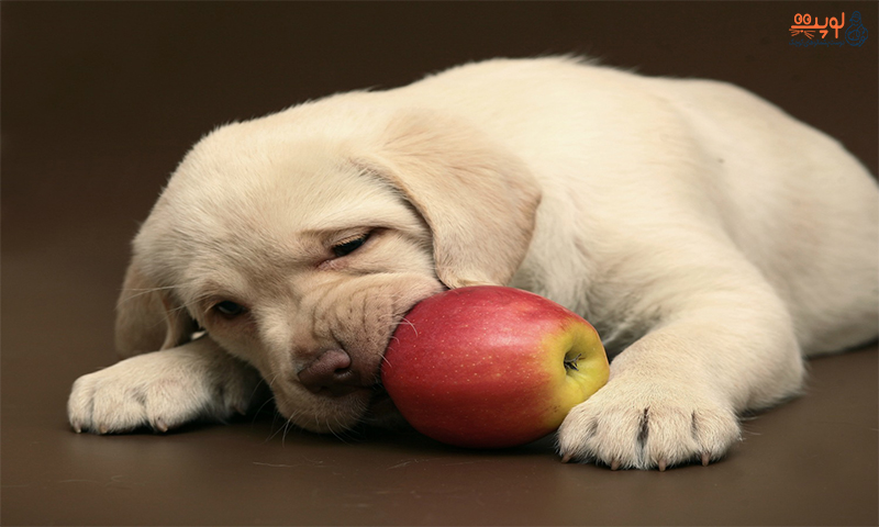 میوه مفید سگ کدامند؟