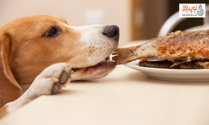 مسمومیت در سگ ها با چه مواد غذایی اتفاق می افتد؟