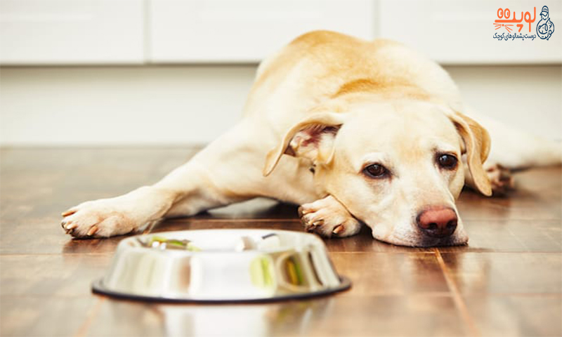 برای تغذیه سگ غذای خشک بهتر است یا خانگی؟