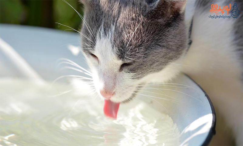 مقدار آب مورد نیاز گربه