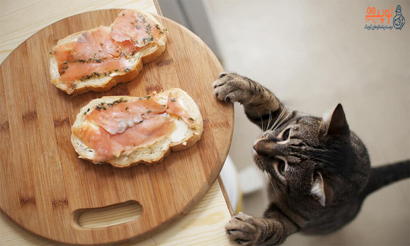 غذاهای مسمومیت زا گربه کدامند؟