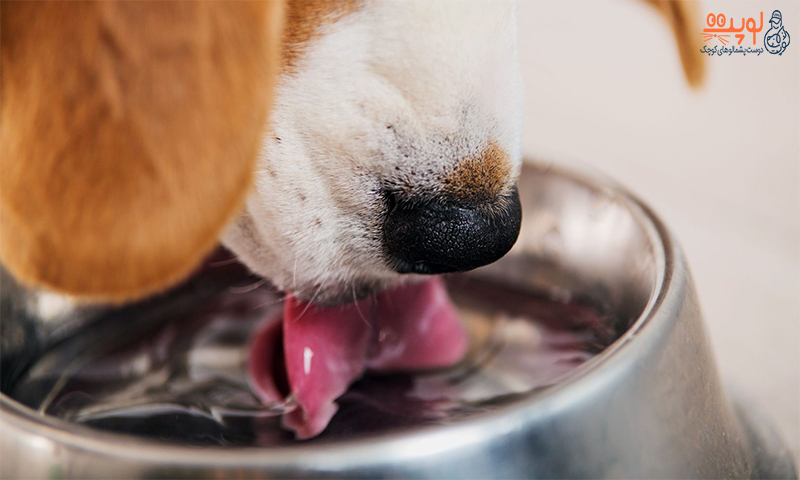 میزان آب مورد نیاز سگ ها