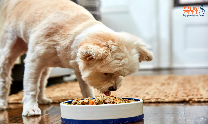 نحوه پختن 6 غذای خانگی برای سگ ها
