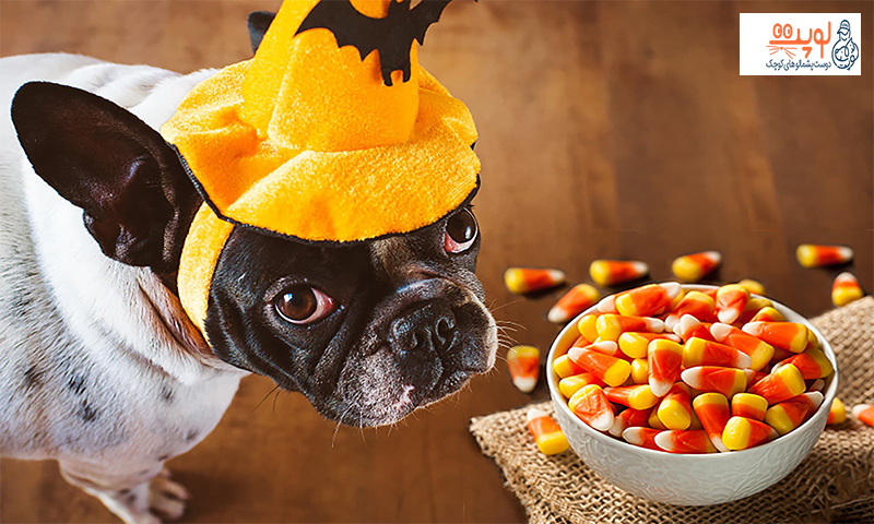مسمومیت در سگ ها با چه مواد غذایی اتفاق می افتد؟