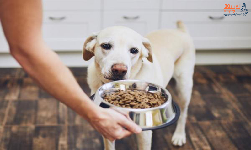 برای تغذیه سگ غذای خشک بهتر است یا خانگی؟