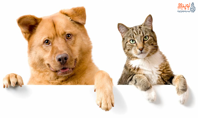 سگ یا گربه، کدام یک برای شما مناسب‌تر است؟
