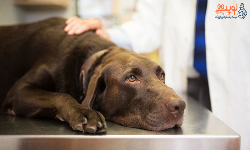 علائم بیماری سگ ها چیست؟