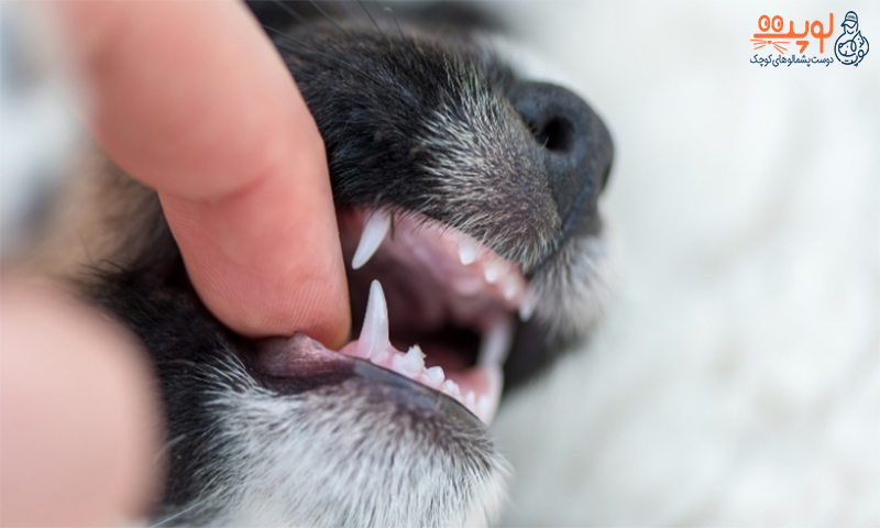 آیا سگ ها دندان شیری دارند؟ (دندان سگ)