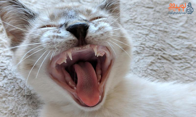 دندان شیری گربه ها