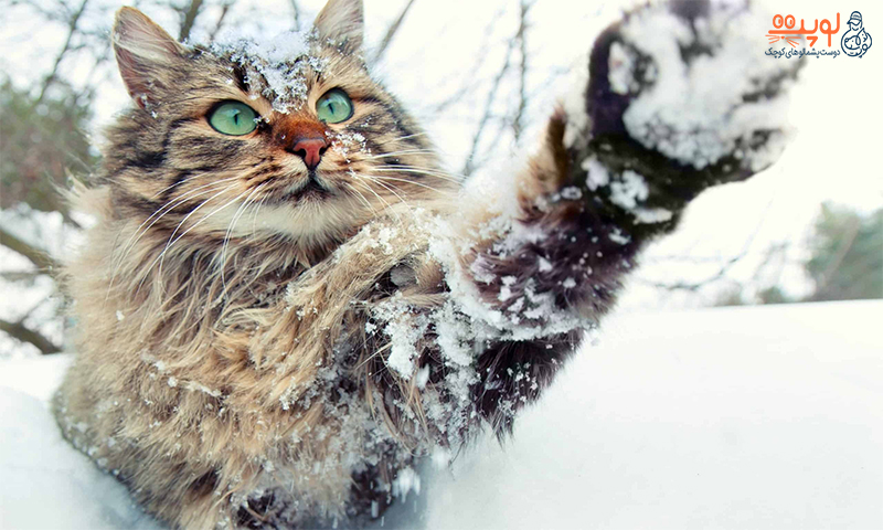 چگونگی مراقبت از گربه در فصل سرما