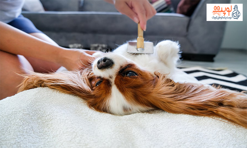 11 روش درمان ریزش موی سگ و دلایل آن