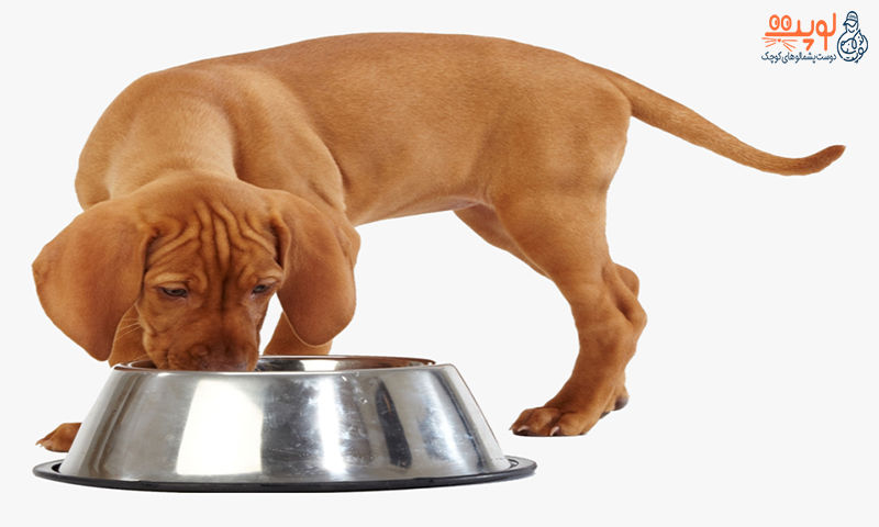 نحوه تغییر برنامه غذای سگ چه اصولی دارد؟