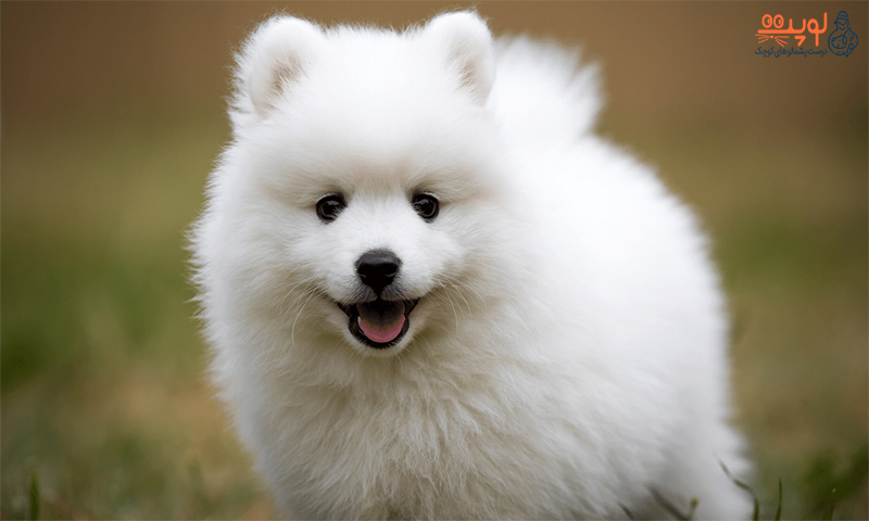 معرفی نژاد سگ اشپیتز ژاپنی
