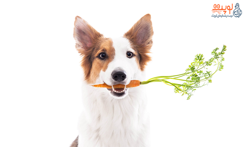 سبزیجات برای سگ ها