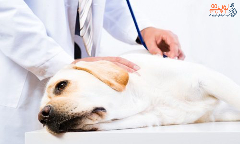 بیماری‌ های گوارشی در سگ‌ ها
