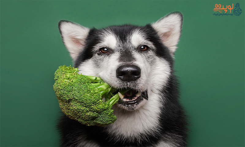 گیاه خواری سگ