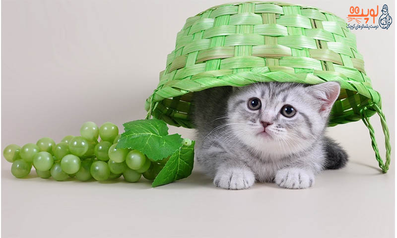 چه میوه برای گربه مفید یا مضر هستند؟