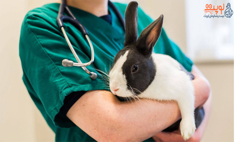 شایع ترین بیماری های خرگوش و راه های درمان آن