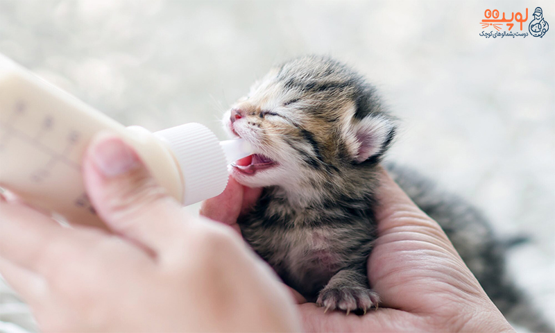 روش های شیر دادن به بچه گربه...