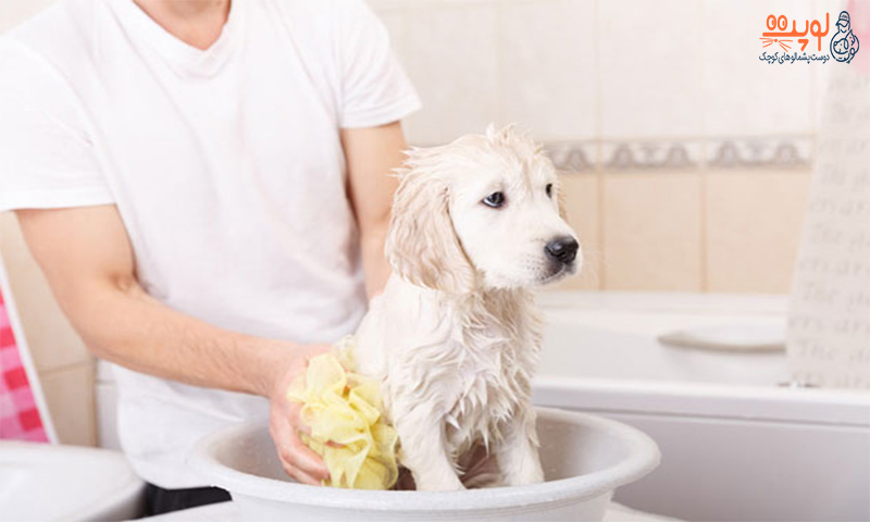 نکات مهم در حمام کردن سگ