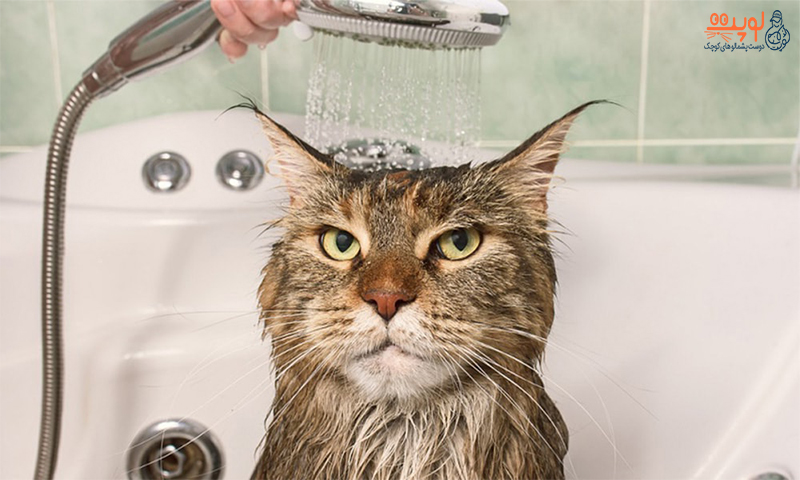 آموزش و روش حمام کردن گربه