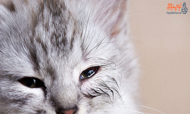 7 بیماری و مشکلات چشم گربه