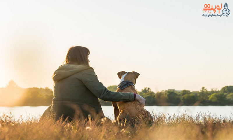 ۱۸ راه حل برای خوشحال کردن سگ