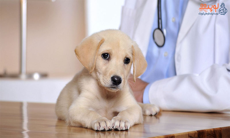 10 علامت هشداردهنده که باید سگ خود را پیش دامپزشک ببرید