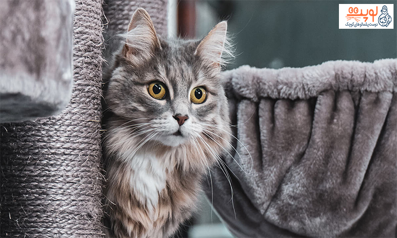 اسکرچر گربه چیست؟