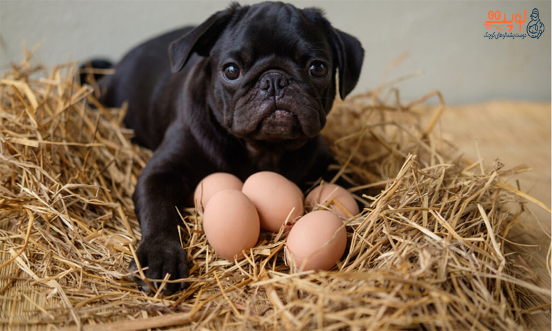 خوردن تخم مرغ برای سگ ها مفید است ؟