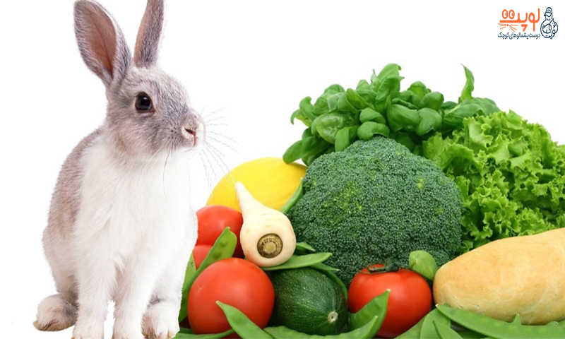 رژیم غذایی مناسب خرگوش