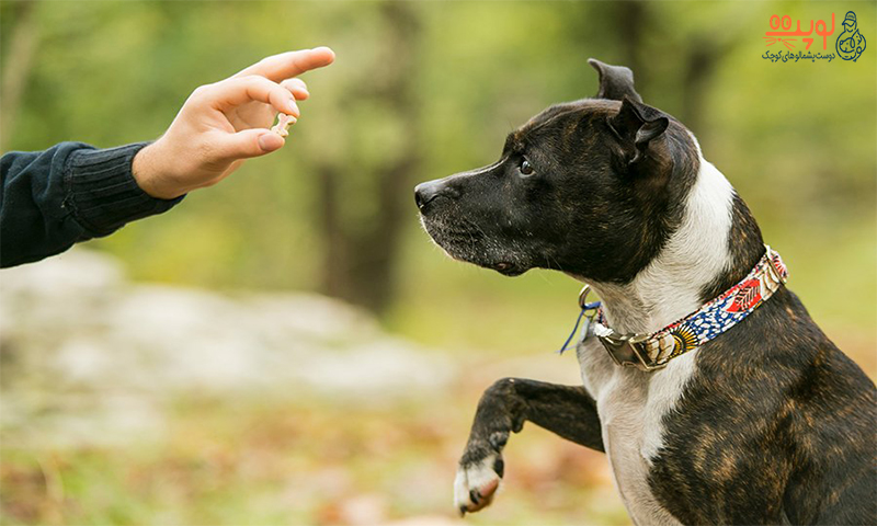 چند فرمانی که می توان با آموزش سگ یاد داد؟