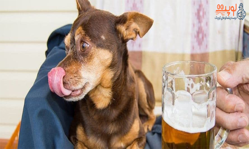 مسمومیت با الکل در سگ