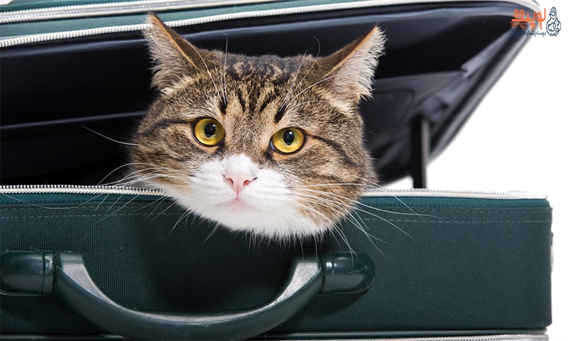 شرایط سفر با حیوان خانگی همراه وسایل نقلیه عمومی