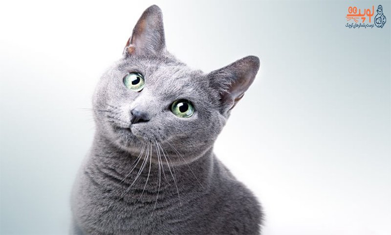 12 نژاد گربه عمر طولانی تری دارد؟