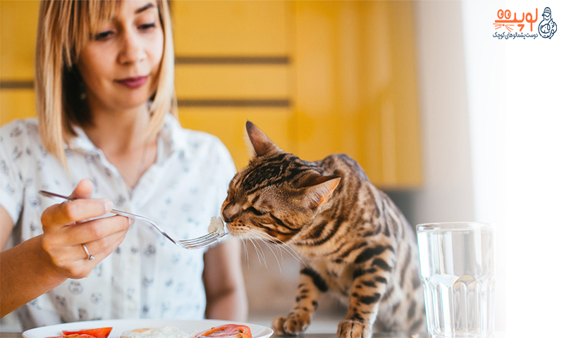 چه غذای مشترکی بین انسان و گربه است؟