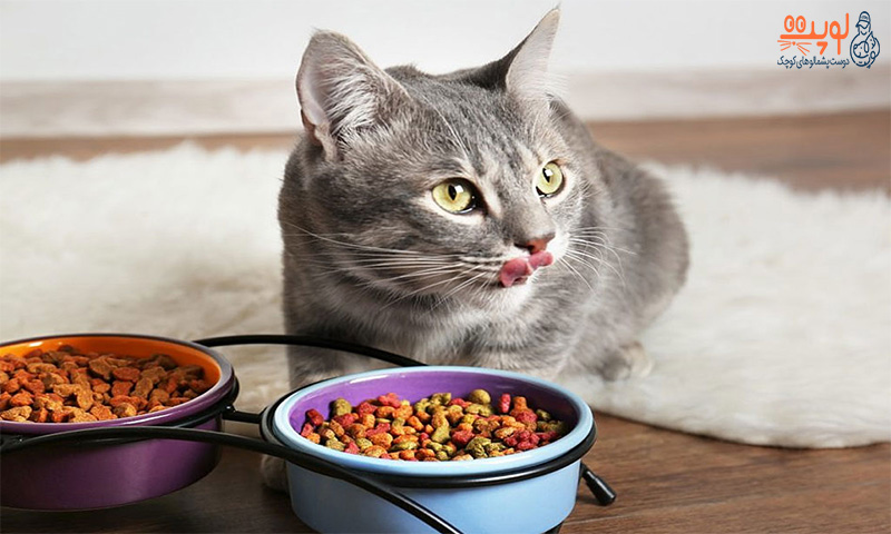 16 Common food between humans and cats