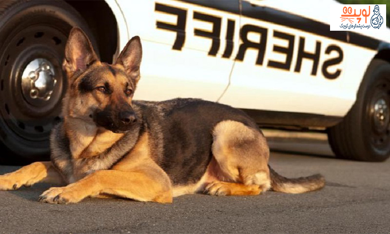 سگ های پلیس چگونه آموزش میبینند؟