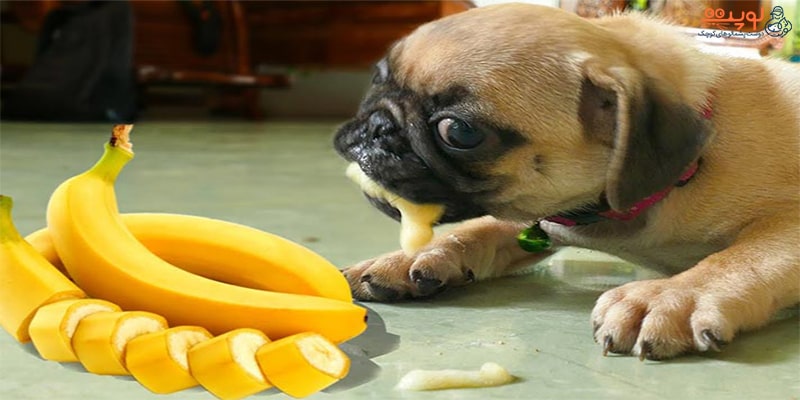 میوه مناسب سگ کدامند؟