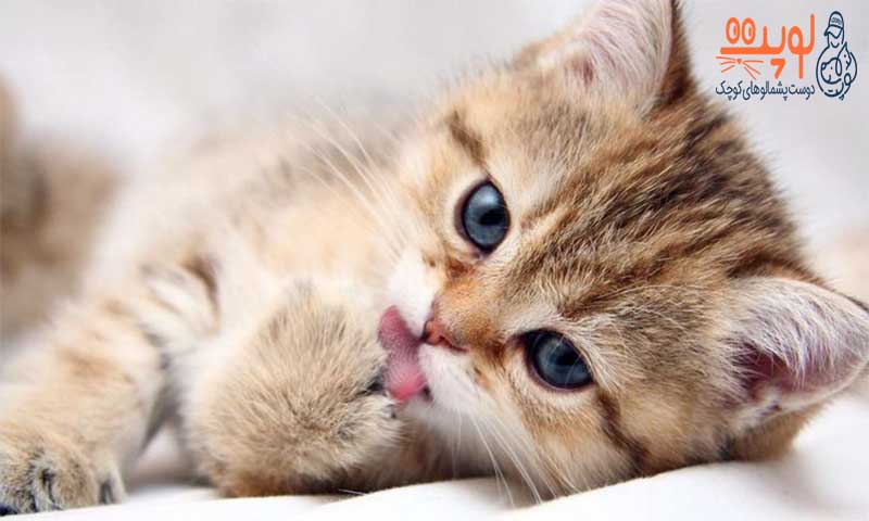 10 نمونه از محبوب ترین گربه ها درمیان سرپرستان